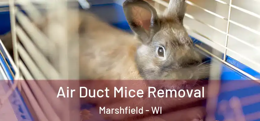Air Duct Mice Removal Marshfield - WI